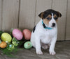 Jack Russell Terrier For Sale Millersburg, OH Female- Lily