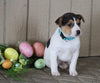 Jack Russell Terrier For Sale Millersburg, OH Female- Lily