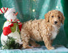 Mini F1BB Labradoodle For Sale Millersburg, OH Male- Zion