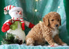 Mini F1BB Labradoodle For Sale Millersburg, OH Female- Zoe