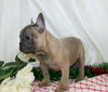 AKC Registered French Bulldog For Sale Wooster, OH Male- Hershal