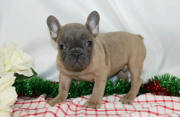 AKC Registered French Bulldog For Sale Wooster, OH Male- Hershal