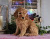 Medium F1BB Goldendoodle For Sale Millersburg, OH Female- Abrielle