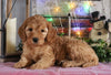 Medium F1BB Goldendoodle For Sale Millersburg, OH Female- Abrielle