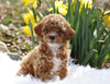 ACA Registered Miniature Poodle For Sale Millersburg, OH Female- Tulip
