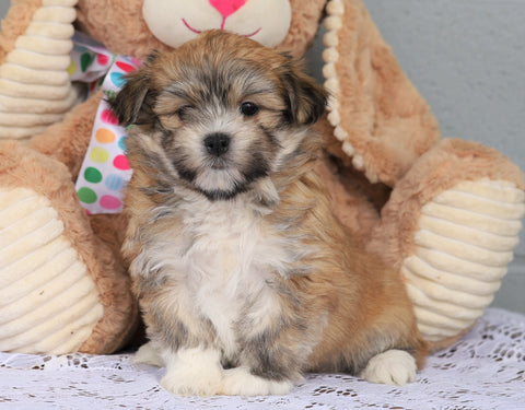 AKC Registered Havanese For Sale Baltic, OH Male- Gilbert