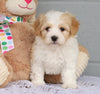 AKC Registered Havanese For Sale Baltic, OH Male- Arthur