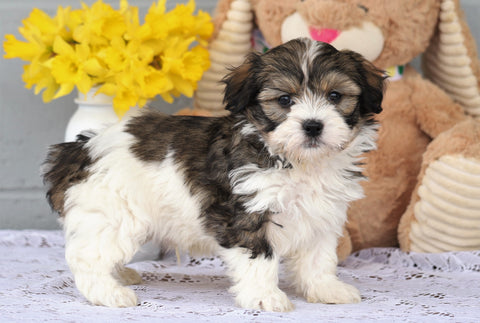 AKC Registered Havanese For Sale Baltic, OH Male- Garth