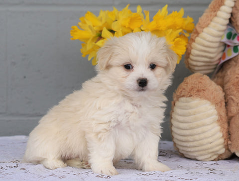 AKC Registered Havanese For Sale Baltic, OH Male- Wendall