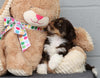 AKC Registered Havanese For Sale Baltic, OH Male- Chester