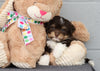 AKC Registered Havanese For Sale Baltic, OH Male- Chester