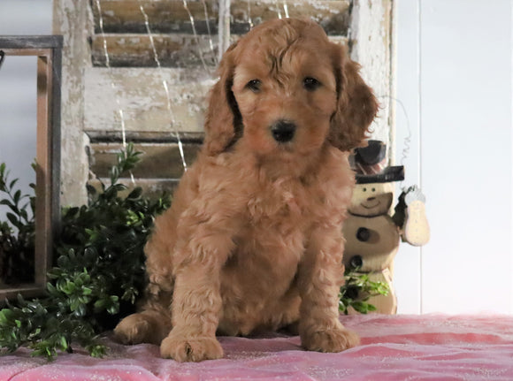 Medium F1BB Goldendoodle For Sale Millersburg, OH Male- Amos