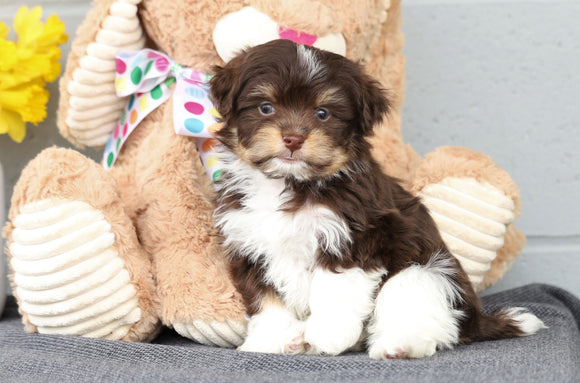 AKC Registered Havanese For Sale Baltic, OH Male- Chester