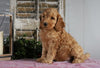 Medium F1BB Goldendoodle For Sale Millersburg, OH Male- Amos