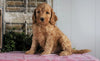 Medium F1BB Goldendoodle For Sale Millersburg, OH Male- Amos