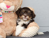 AKC Registered Havanese For Sale Baltic, OH Male- Theodore