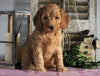 Medium F1BB Goldendoodle For Sale Millersburg, OH Male- Amos