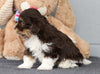 AKC Registered Havanese For Sale Baltic, OH Male- Theodore