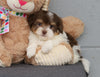 AKC Registered Havanese For Sale Baltic, OH Male- Marshall