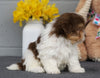 AKC Registered Havanese For Sale Baltic, OH Male- Marshall