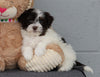 AKC Registered Havanese For Sale Baltic, OH Male- Sammy
