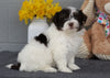 AKC Registered Havanese For Sale Baltic, OH Male- Sammy
