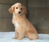 Mini Goldendoodle For Sale Millersburg, OH Female- Skye