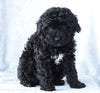 Mini Aussiedoodle For Sale Wooster, OH Female- Macey
