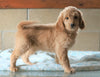 Mini Goldendoodle For Sale Millersburg, OH Male- Buddy