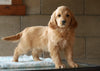 Mini Goldendoodle For Sale Millersburg, OH Male- Buddy