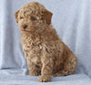 Mini Aussiedoodle For Sale Wooster, OH Male- Lincoln