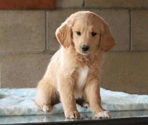 Mini Goldendoodle For Sale Millersburg, OH Male- Russel