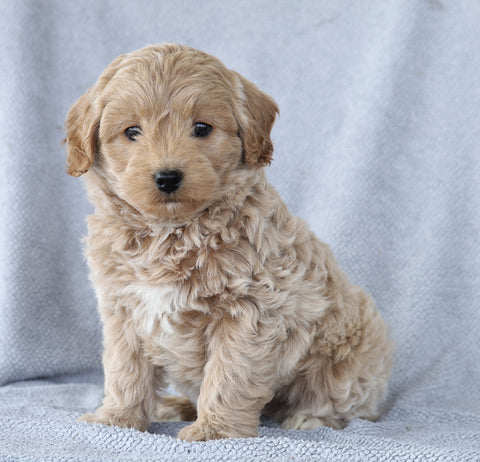 Mini Aussiedoodle For Sale Wooster, OH Female- Keesha