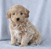 Mini Aussiedoodle For Sale Wooster, OH Female- Keesha