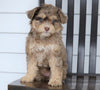 Mini F1B Aussiedoodle For Sale Wooster, OH Female- Hazel