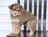 Mini F1B Aussiedoodle For Sale Wooster, OH Female- Hazel