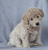 Mini Aussiedoodle For Sale Wooster, OH Male- Dusty