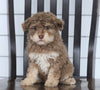 Mini F1B Aussiedoodle For Sale Wooster, OH Female- Olivia