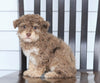 Mini F1B Aussiedoodle For Sale Wooster, OH Female- Olivia
