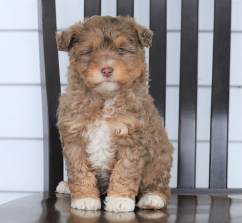 Mini F1B Aussiedoodle For Sale Wooster, OH Male- Oliver