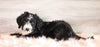 Bernedoodle (Standard) For Sale Baltic, OH Female- Roxann