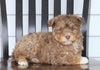 Mini F1B Aussiedoodle For Sale Wooster, OH Male- Oliver