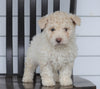 Mini F1B Aussiedoodle For Sale Wooster, OH Female- Paisley