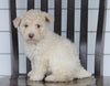 Mini F1B Aussiedoodle For Sale Wooster, OH Female- Paisley