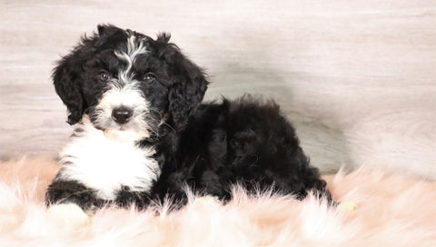 Bernedoodle (Standard) For Sale Baltic, OH Female- Roxann