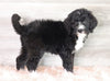 Bernedoodle (Standard) For Sale Baltic, OH Female- Sandy