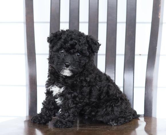 Mini F1B Aussiedoodle For Sale Wooster, OH Female- Lucky