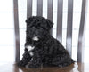 Mini F1B Aussiedoodle For Sale Wooster, OH Female- Lucky