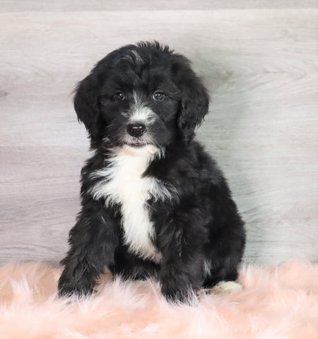 Bernedoodle (Standard) For Sale Baltic, OH Female- Sandy