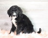 Bernedoodle (Standard) For Sale Baltic, OH Female- Sandy